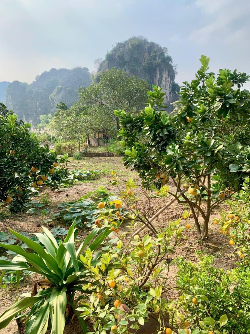 Blue Garden Homestay Ninh Binh Exterior foto